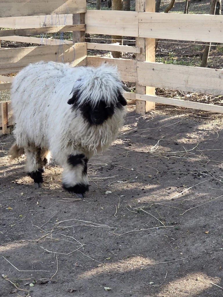 Cocoloș